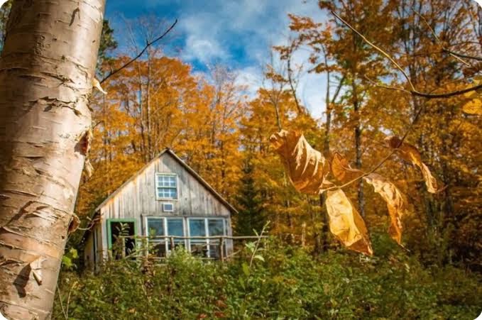 Relax and unplug in an authentic mountain cabin with a scenic Vermont view.